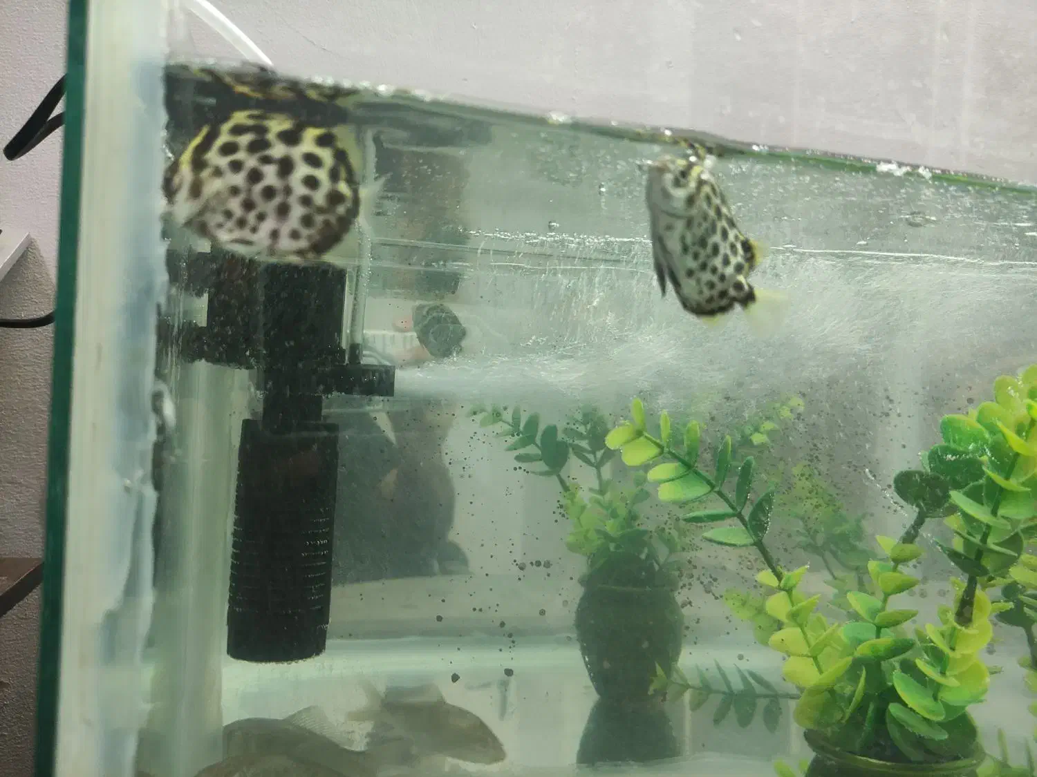 اکواریوم با وسایل|ماهی|فریدون‌کنار, |دیوار