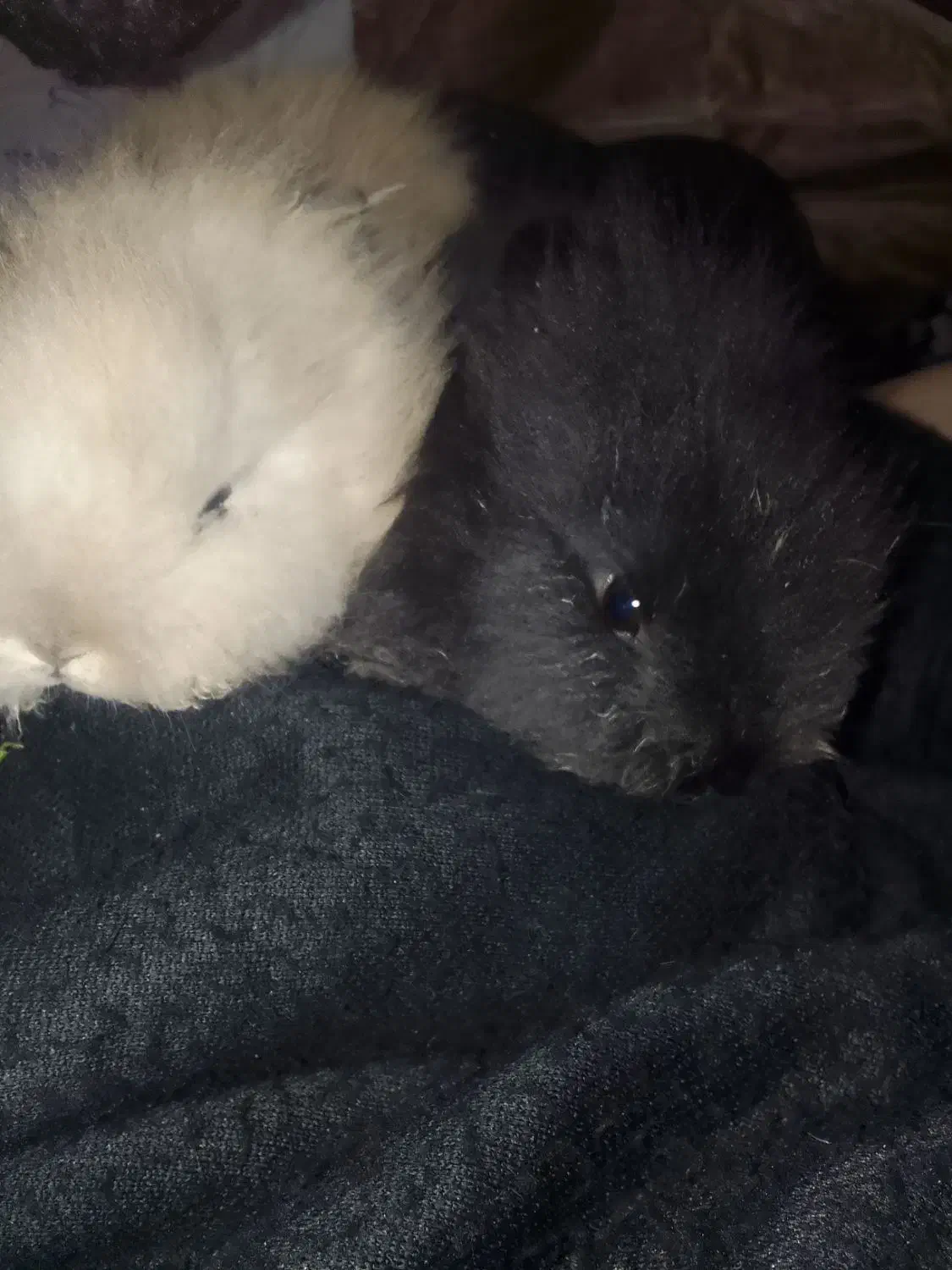 توله خرگوش3عدد|موش و خرگوش|میاندوآب, |دیوار