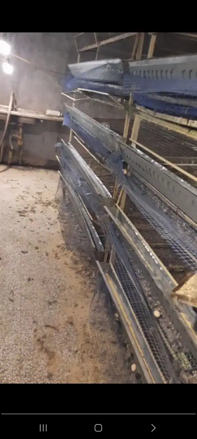 فروش قفس کبک و بلدرچین|لوازم جانبی حیوانات|اشکذر, |دیوار