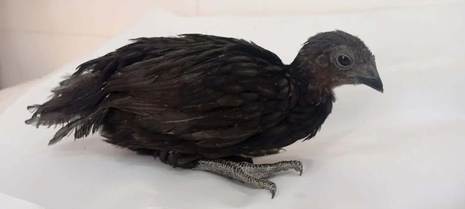 جوجه ایام سمانی|حیوانات مزرعه|شیراز, سلطان آباد|دیوار