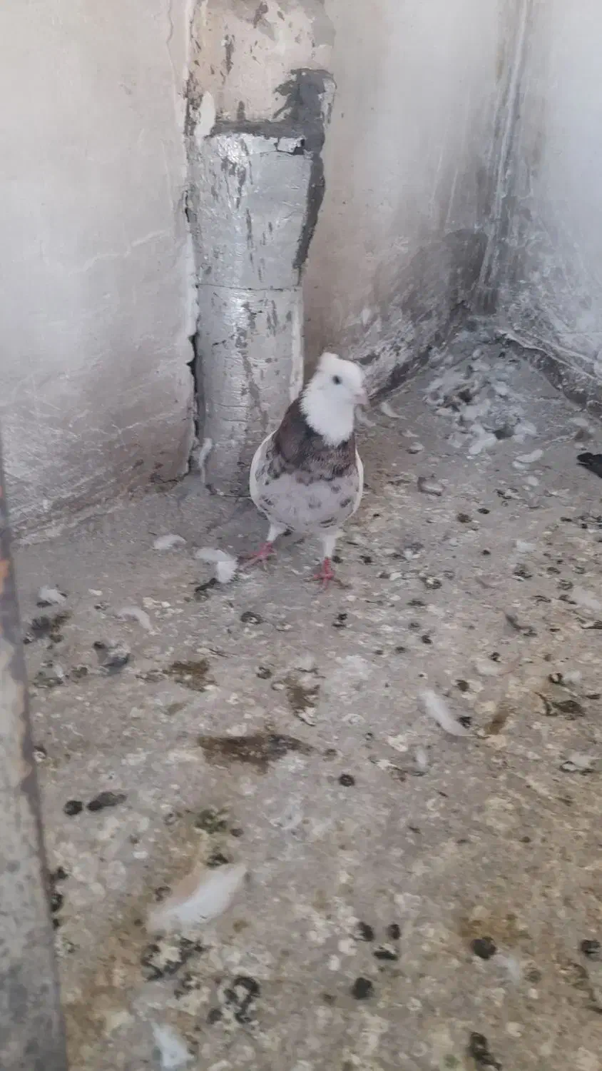 کبوتر طوقی|پرنده|بیجار, |دیوار