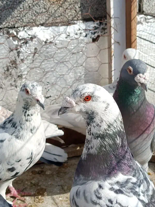 توضیحات نوشتم|حیوانات|پارس‌آباد, |دیوار