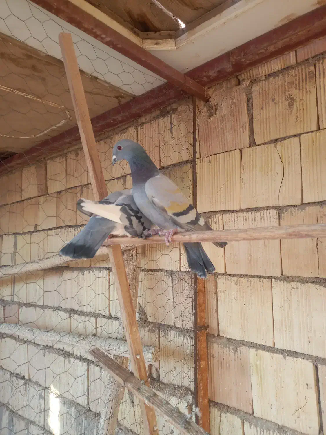 کبوتر پلاکی|پرنده|اشکذر, |دیوار