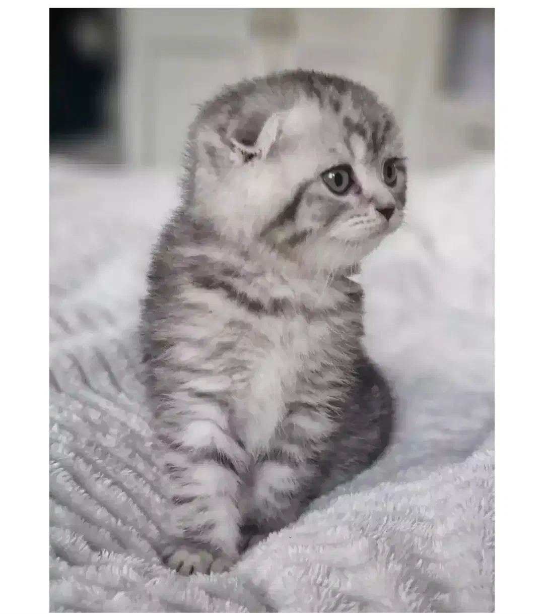 فروش گربه اسکاتیش|گربه|مشگین شهر, |دیوار