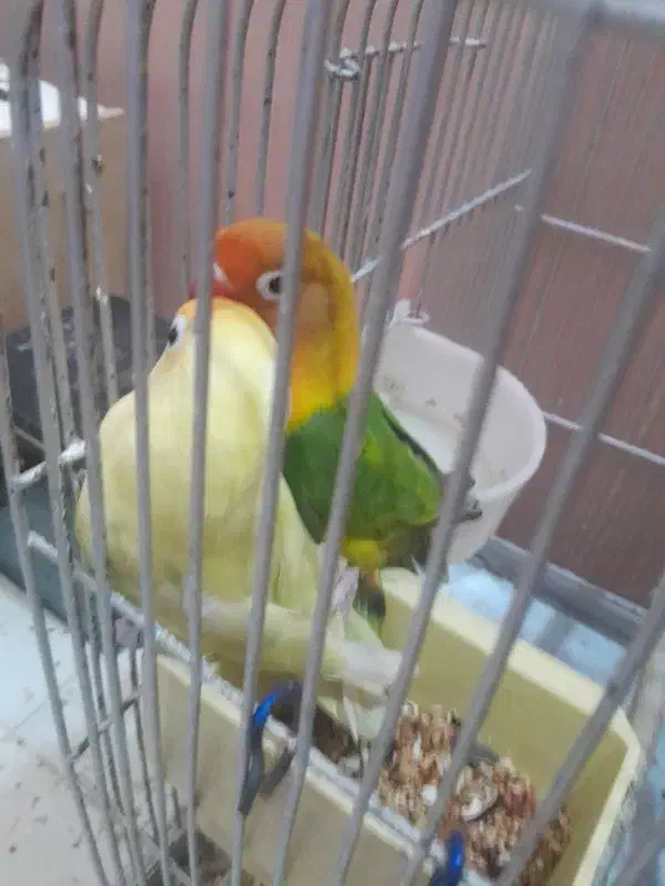 طوطی برزیلی|پرنده|اردبیل, |دیوار