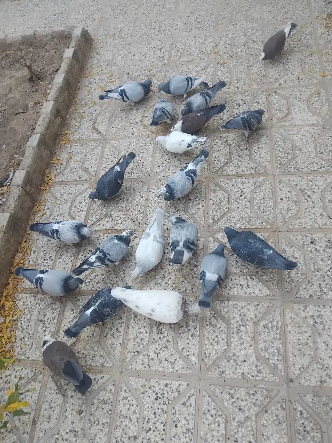 کبوتر|پرنده|تربت‌حیدریه, شهرک ولیعصر|دیوار