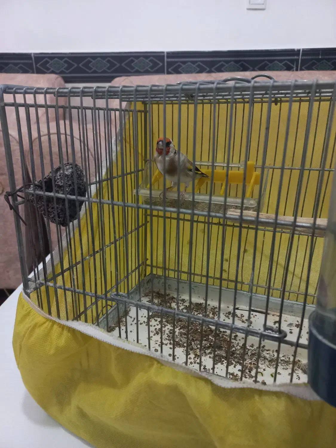 سهره نر|پرنده|رباطکریم, شترخوار|دیوار