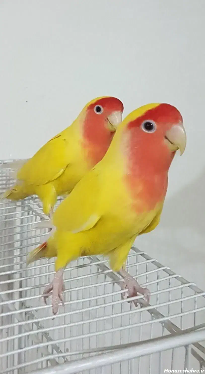 جفت طوطی برزیلی|پرنده|زرند, |دیوار