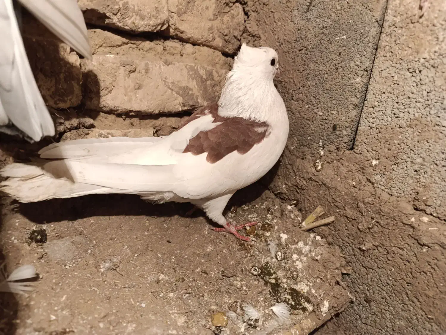 کبوتر|پرنده|مینودشت, |دیوار