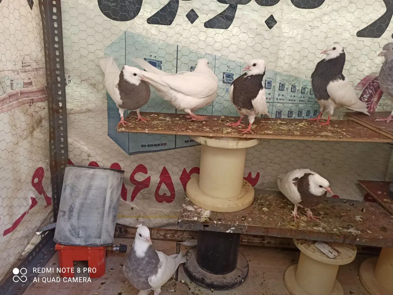 طوقی|پرنده|چناران, |دیوار