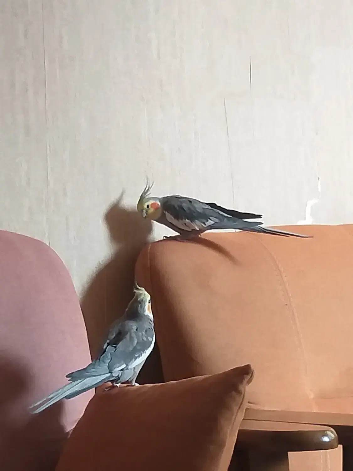 عروس هلندی|پرنده|گلبهار, شهر جدید گلبهار|دیوار