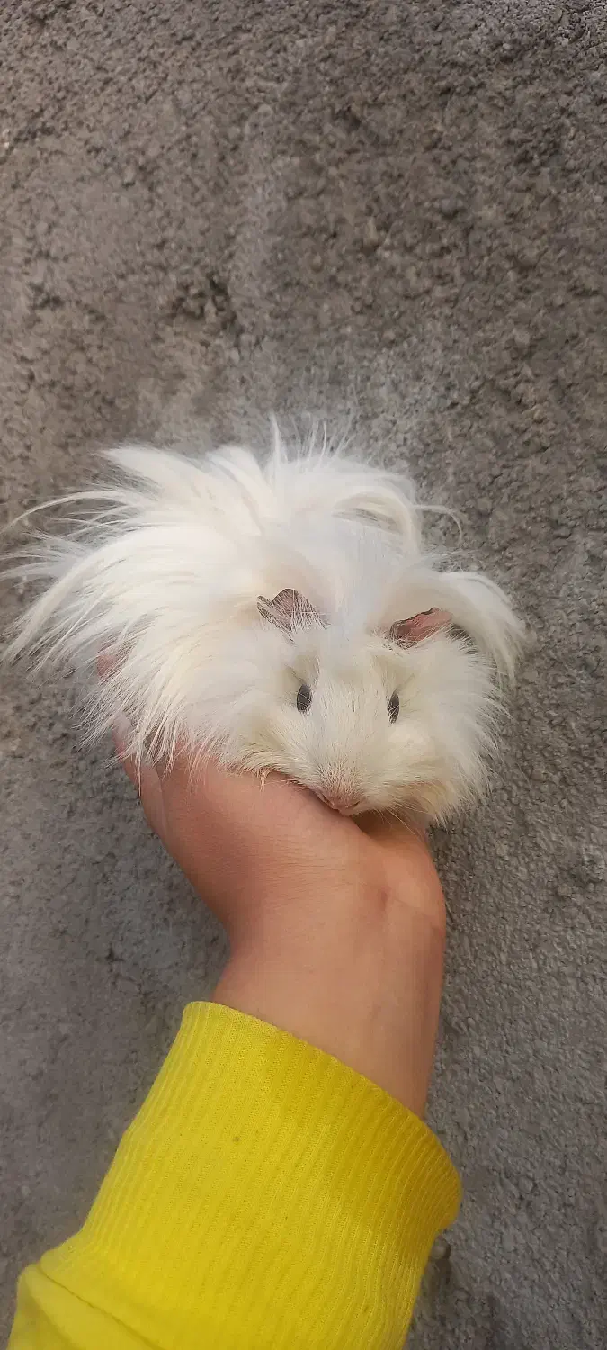 خوکچه هندی|موش و خرگوش|مشهد, پورسینا|دیوار