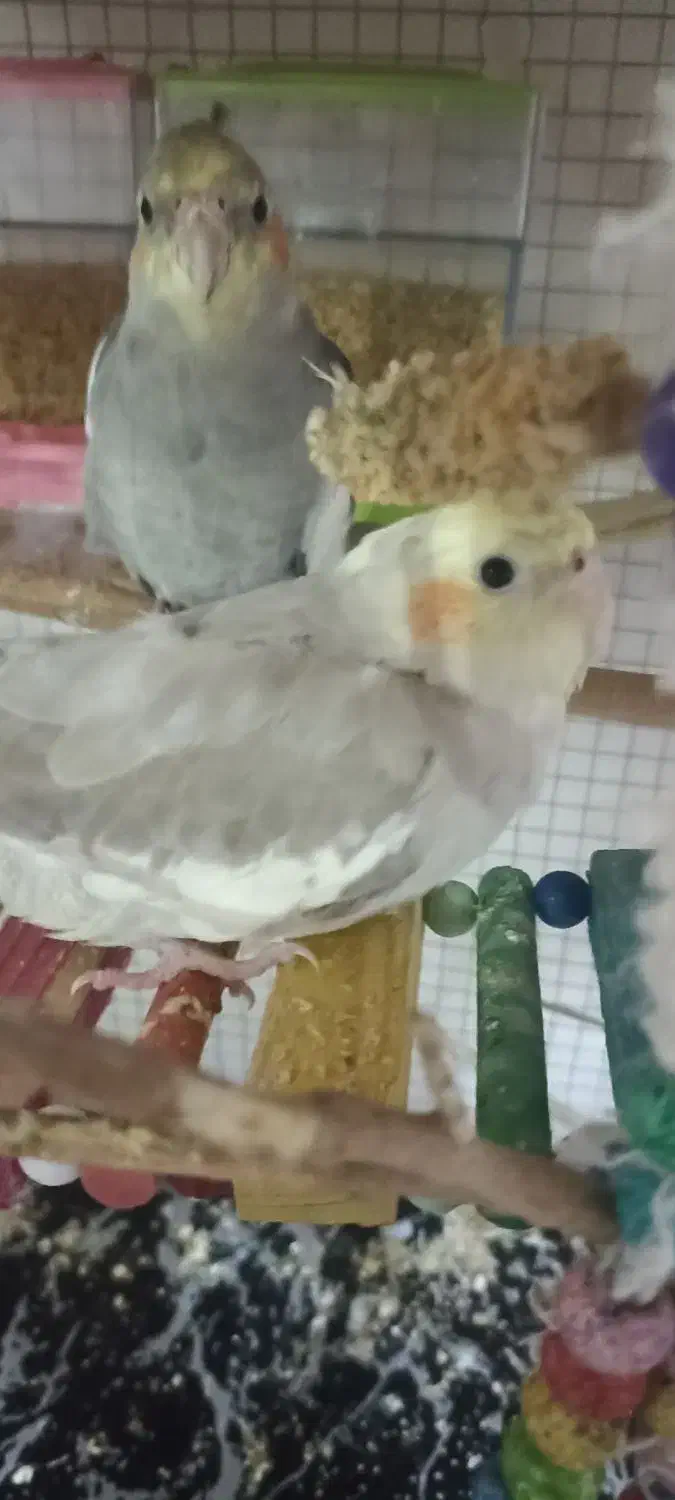 پرنده|پرنده|اسلام‌شهر, مسکن مهر اسلاشهر (شهرک امام خمینی)|دیوار