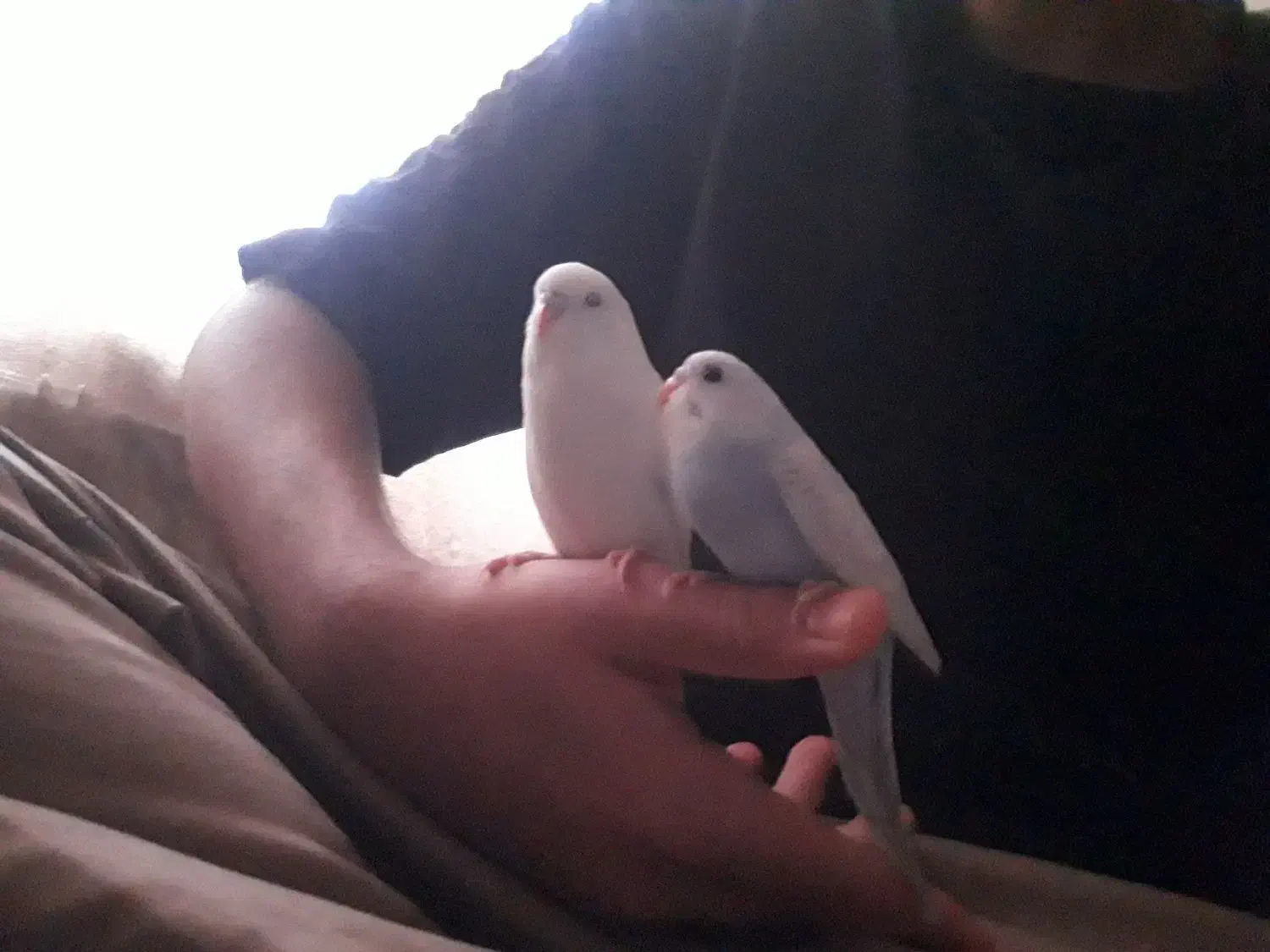 مرغ عشق نیمه دستی|پرنده|قم, باغ کرباسی|دیوار