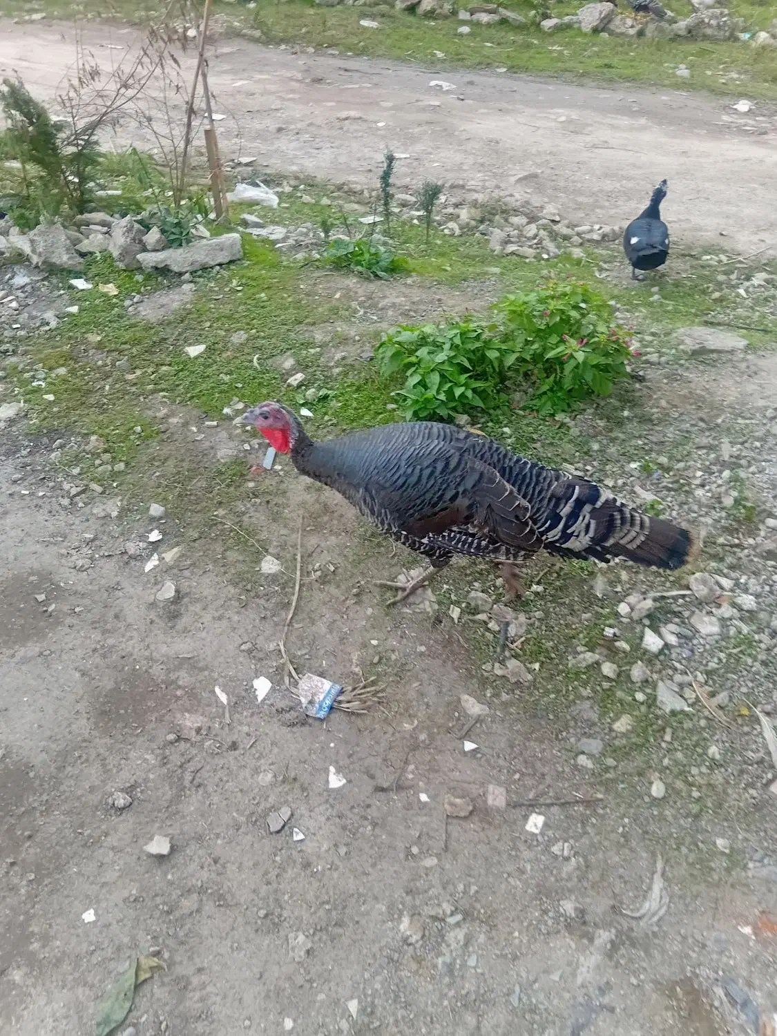 معاوضه بوقلمون ماده بانر|حیوانات مزرعه|رشت, پیرکلاچای|دیوار