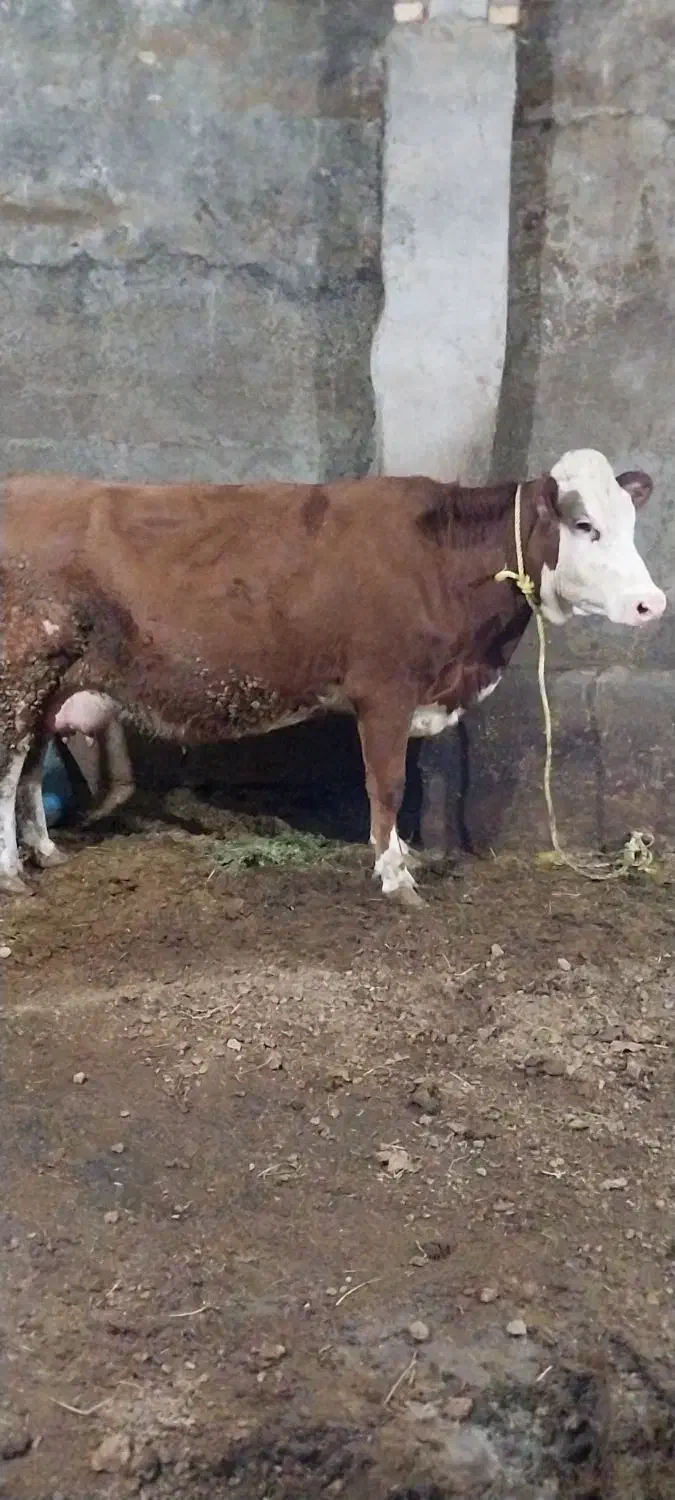 گاوشیری|قایق و سایر وسایل نقلیه|نظر کهریزی, |دیوار