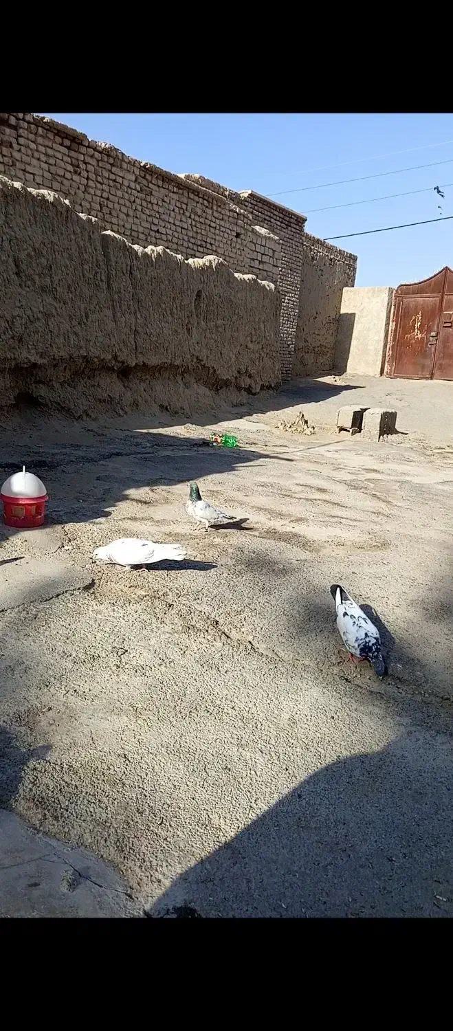 کفتر پرشین درجه یک|پرنده|ایرانشهر, |دیوار