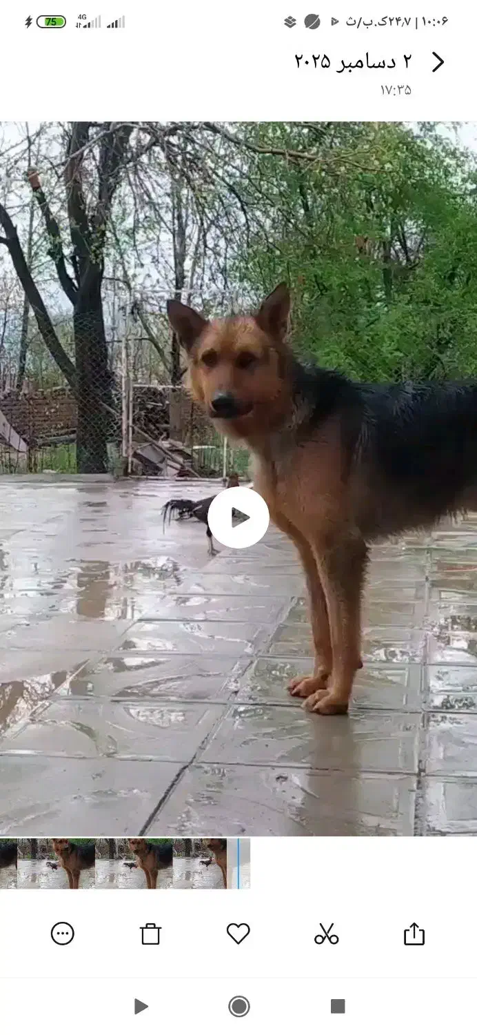 سگ قشنگ|سگ|دورود, |دیوار