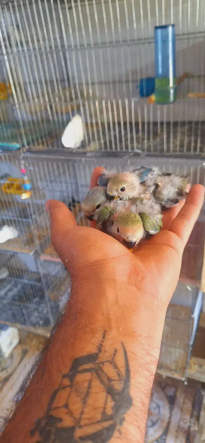 جوجه سرلاکی طوطی برزیلی یا کوتوله مرودشت|پرنده|مرودشت, ژیان|دیوار