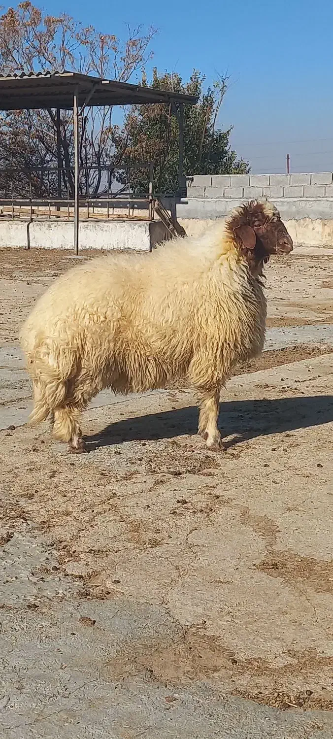 بره قوچ هترو از میش و گوسفند اصلاح شده|حیوانات مزرعه|ایوان, |دیوار