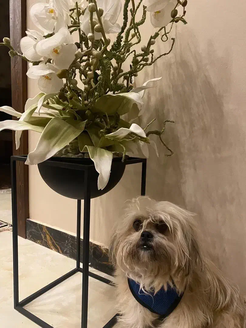 سگ گمشده که صاحبش نابیناست - لطفا کمک کنین|حیوانات|قائمشهر, |دیوار