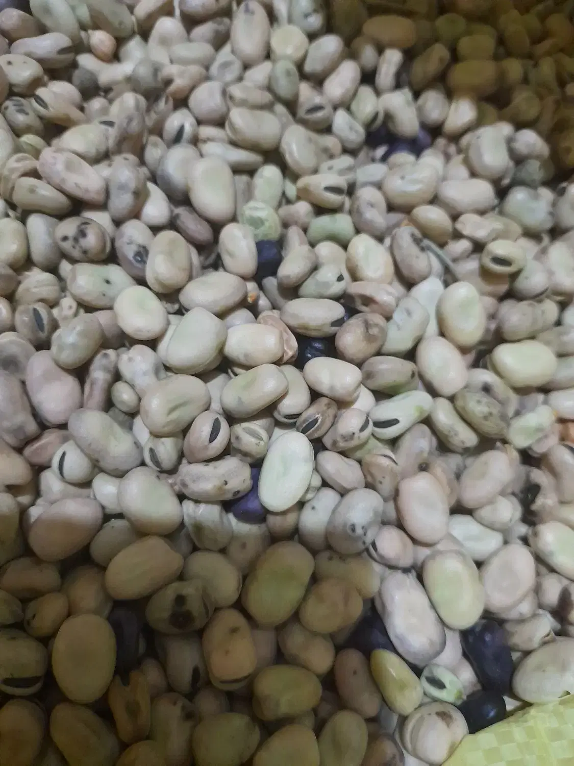 باقالی|خوردنی و آشامیدنی|نیشابور, فضل|دیوار