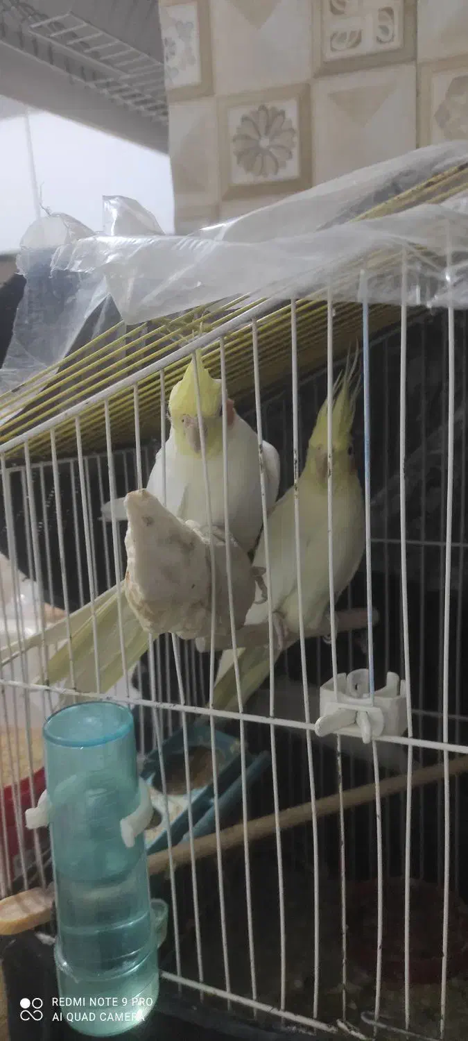 عروس هلندی|پرنده|بوکان, |دیوار