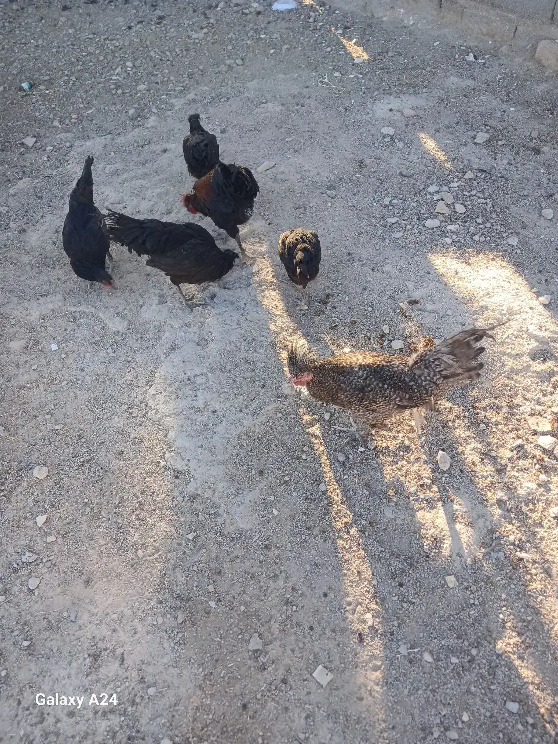 ۱۲عدد مرغ محلی سیاه|حیوانات مزرعه|رحمت‌آباد, |دیوار