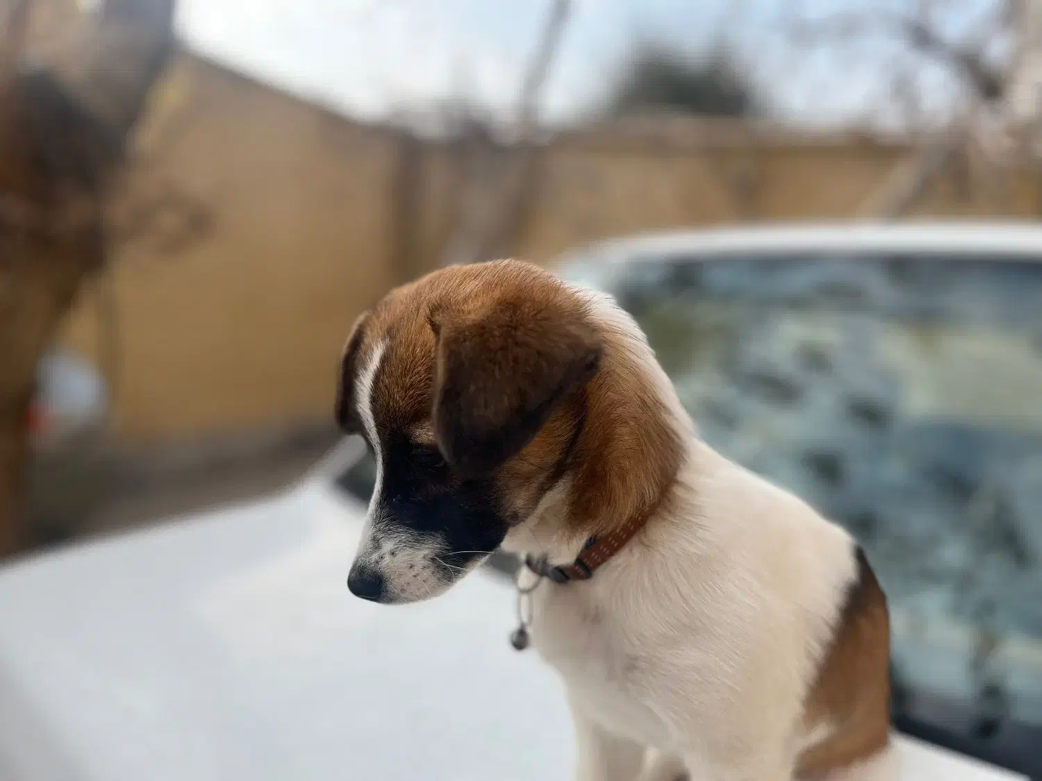 واگذاری توله ۳ ماهه ماده|سگ|شاهینشهر, پاسداران|دیوار