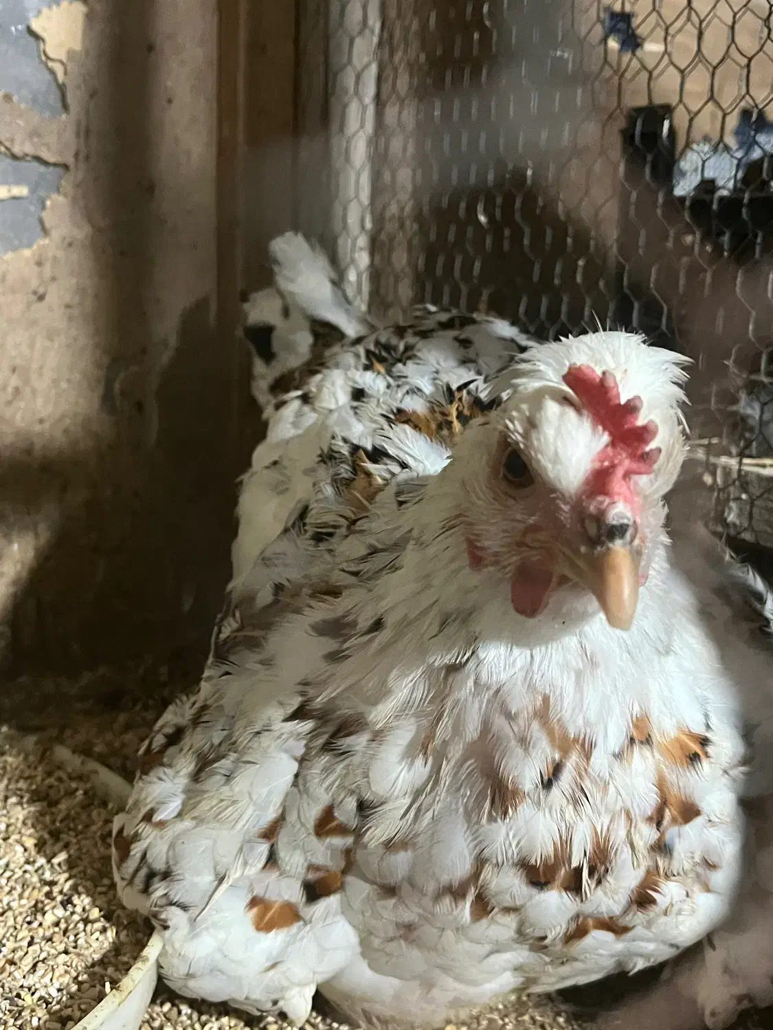 جوجه ۳۰ روز گلین لری|حیوانات مزرعه|قائمشهر, |دیوار