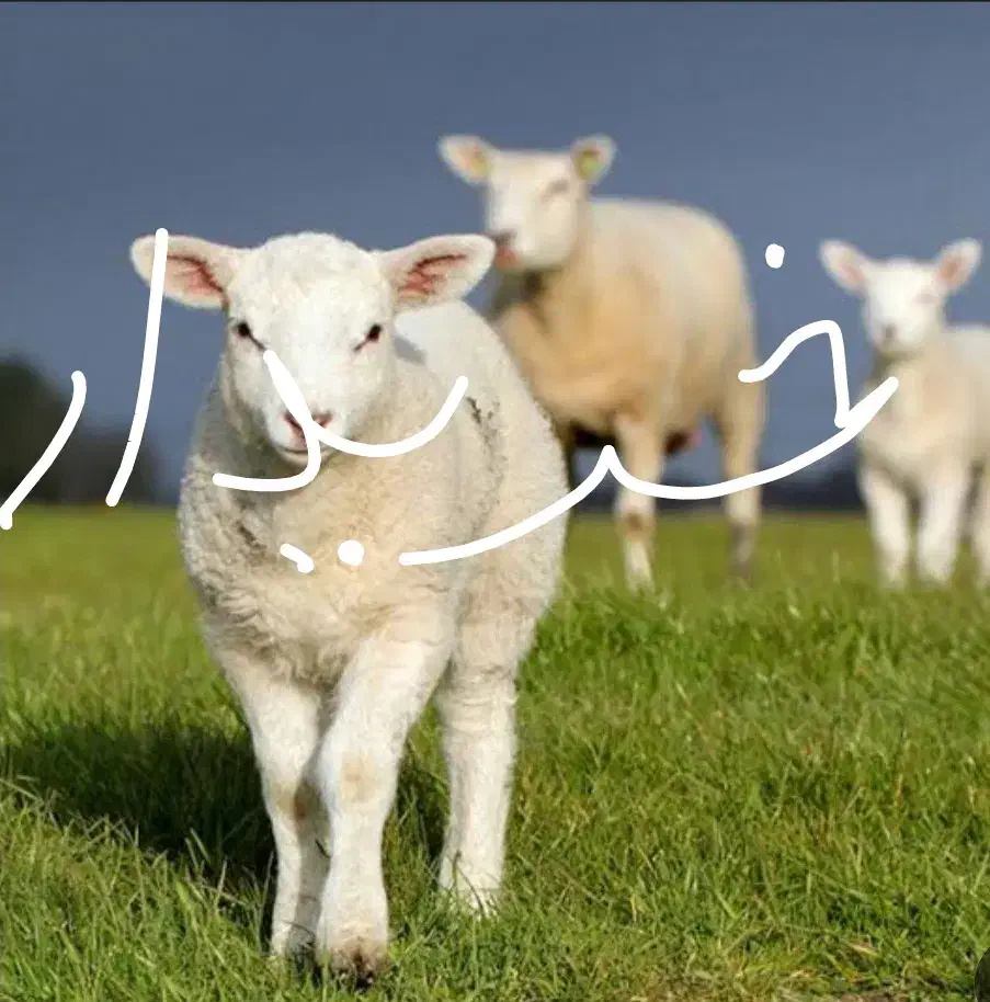 بره شیری 3،4ماه|حیوانات مزرعه|فاریاب, |دیوار