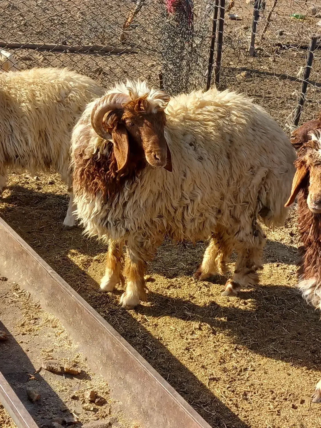 بره قورچ داشتی|حیوانات مزرعه|فیروزآباد (لرستان), |دیوار