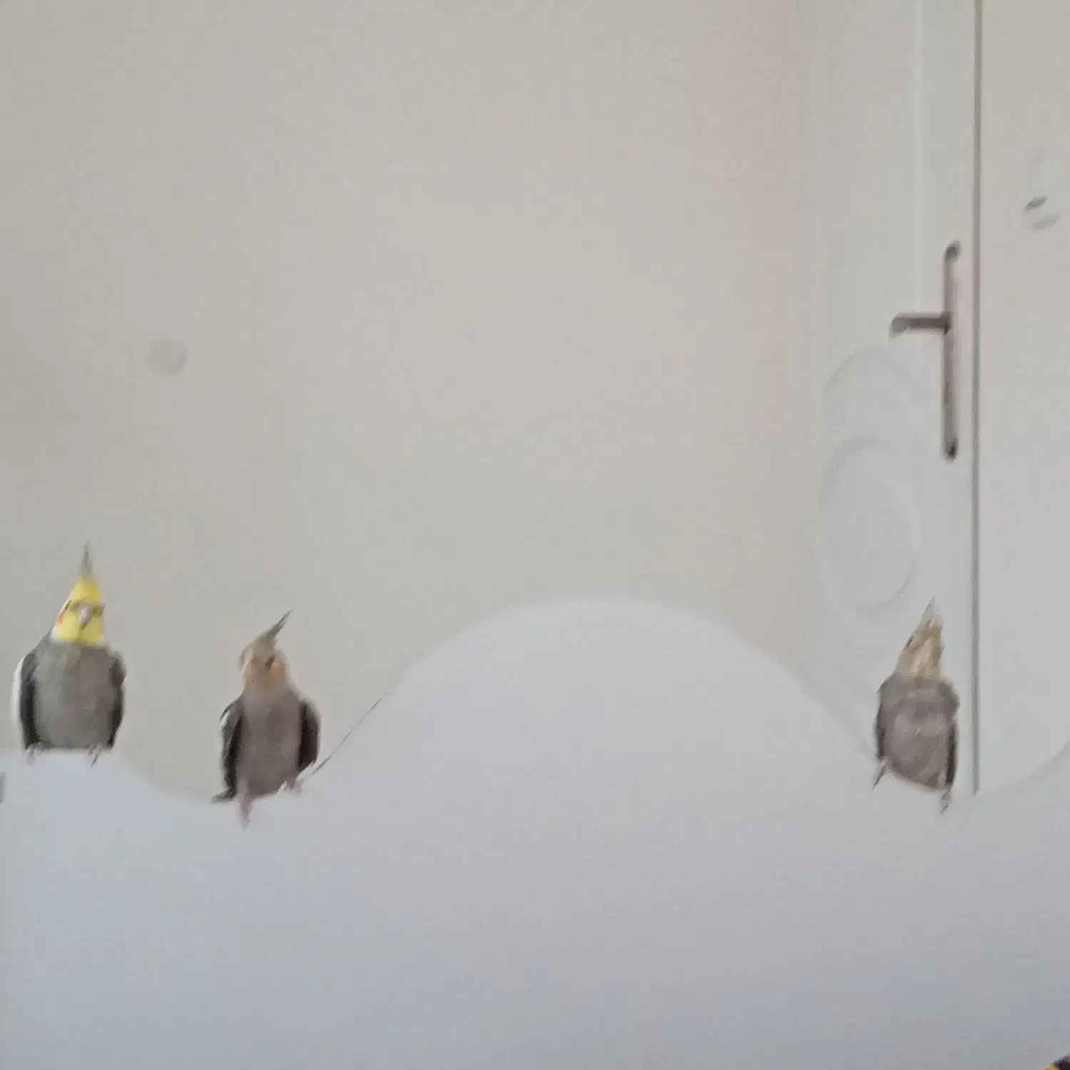 عروس هلندی دستی و سخنگو معاوضه با ملنگو و شاه طوطی|پرنده|زنجان, |دیوار