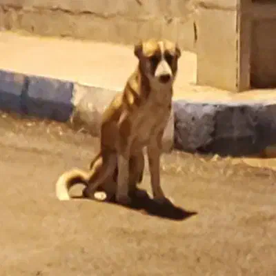 سگ درجه یک|سگ|شبانکاره, |دیوار