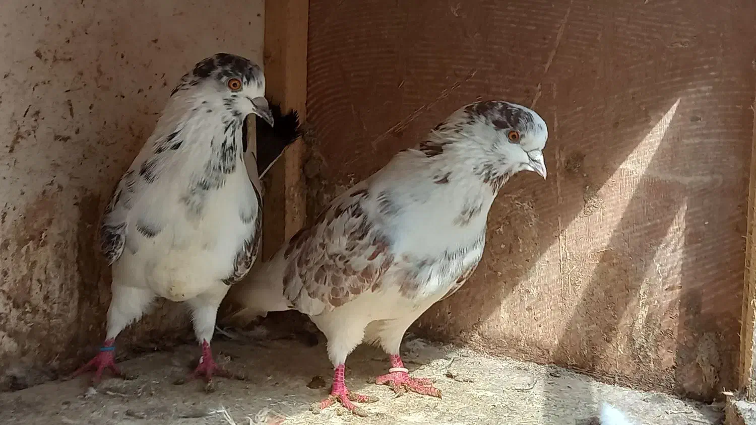 کبوتر|پرنده|رشت, پسیخان|دیوار