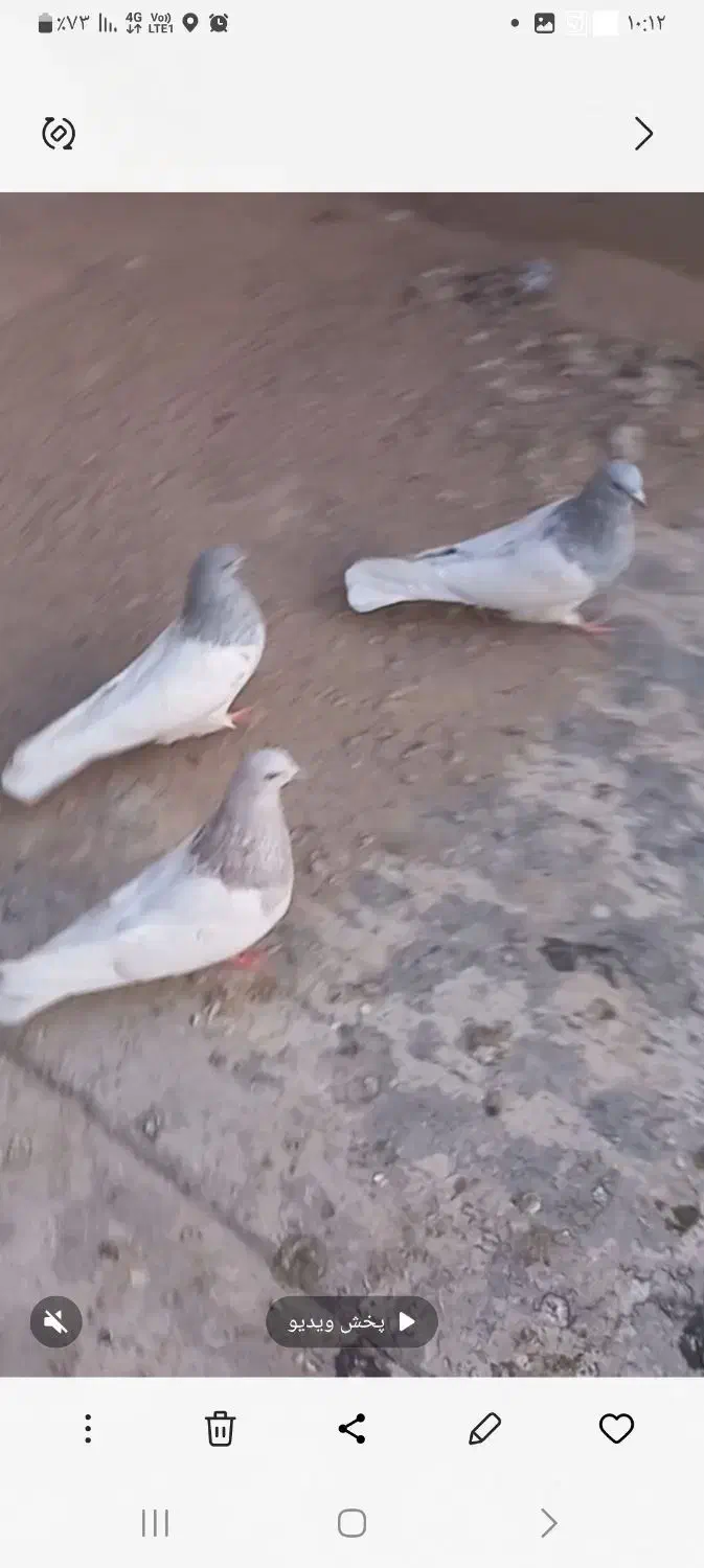 کبوتر کله دار|پرنده|خسروشاه, |دیوار