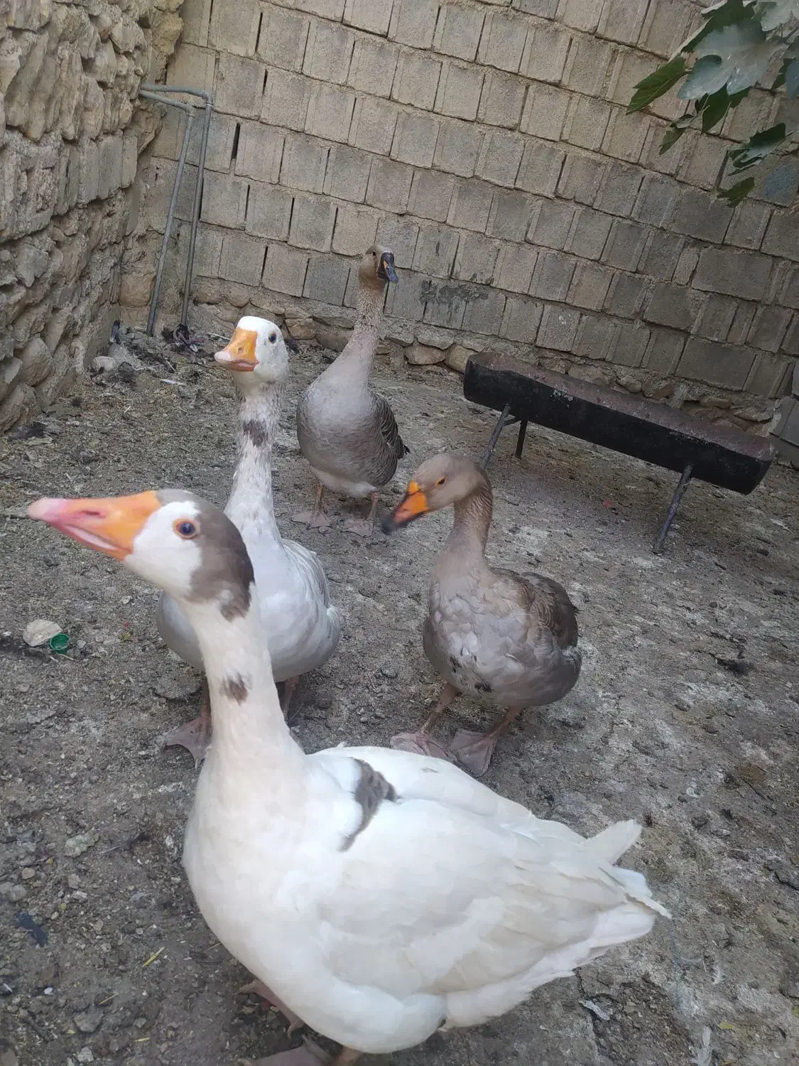 غاز و قو غاز و بوقلمون|حیوانات مزرعه|یاسوج, |دیوار