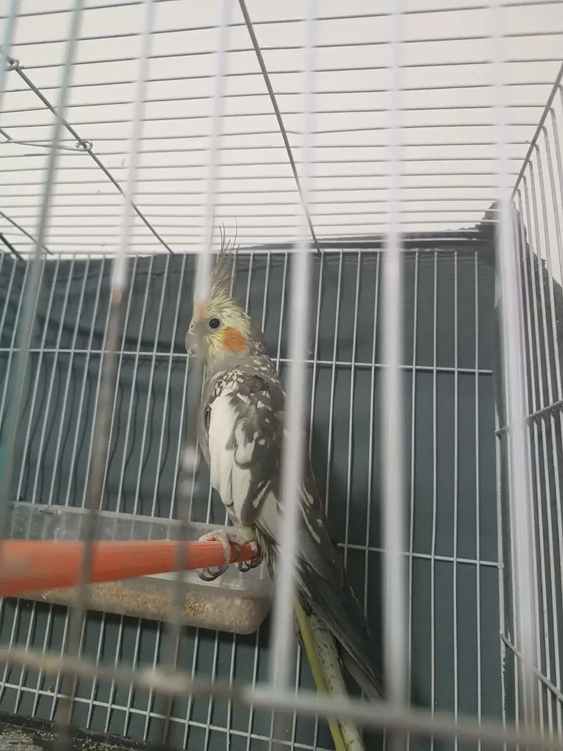 عروس هلندی جفت|پرنده|قوچان, |دیوار