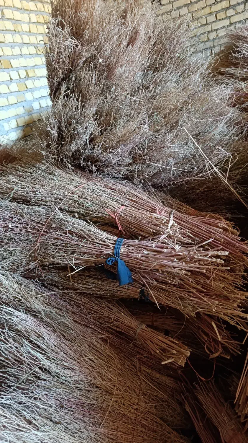 جارو چغندری دسته ای|خدمات باغبانی و درختکاری|لردگان, |دیوار