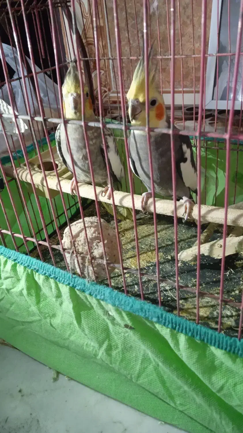 عروس هلندی|پرنده|تربتحیدریه, رضاشهر|دیوار