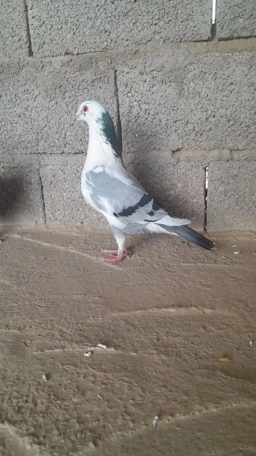کبوتر پلنگی فروش فوری|پرنده|گنبد کاووس, |دیوار