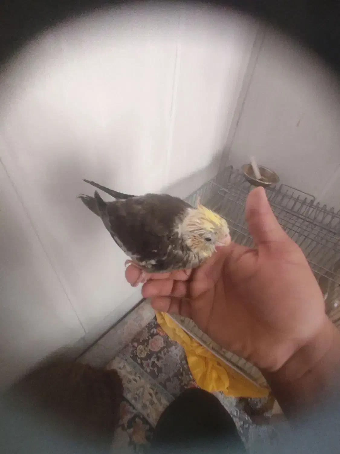 عروس هلندی نرم خور|پرنده|اردکان, |دیوار