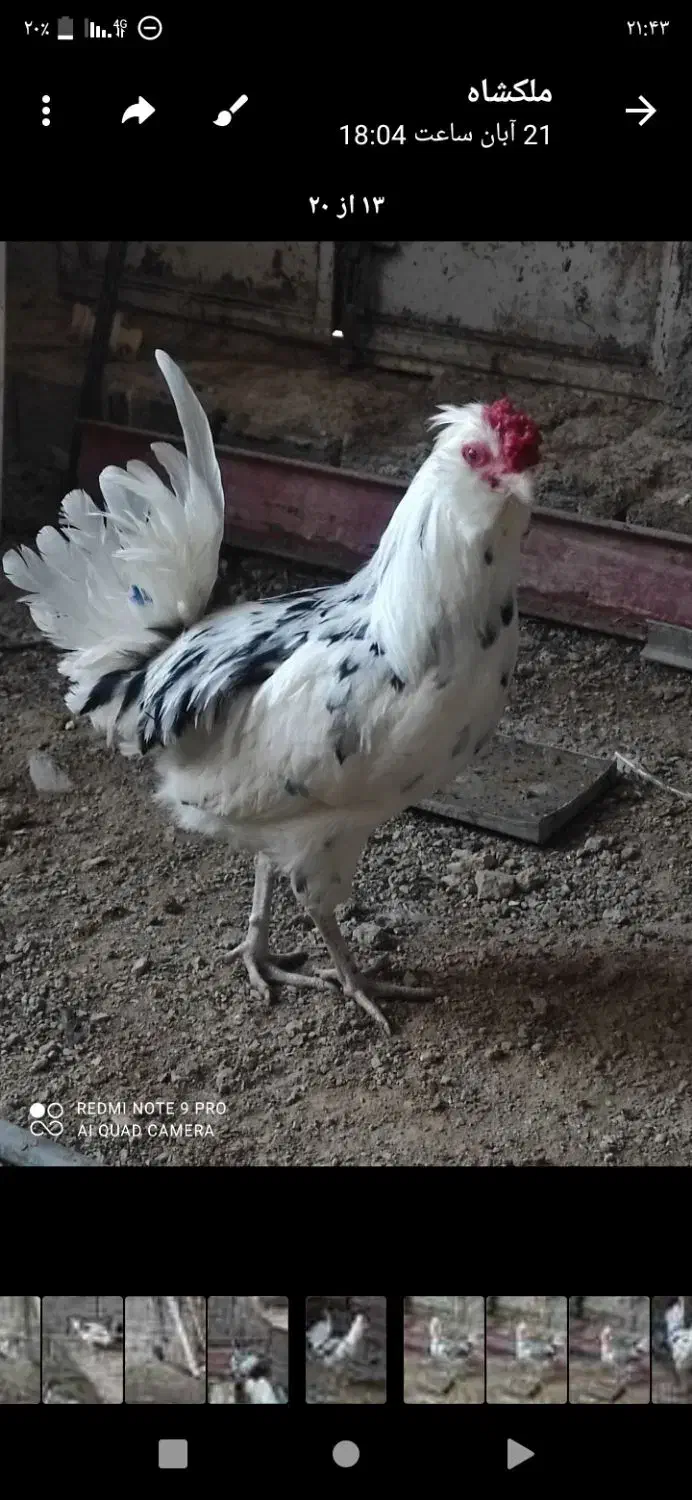 باسلام خروس ونیمچه وارگ گلین|حیوانات مزرعه|گچی, |دیوار