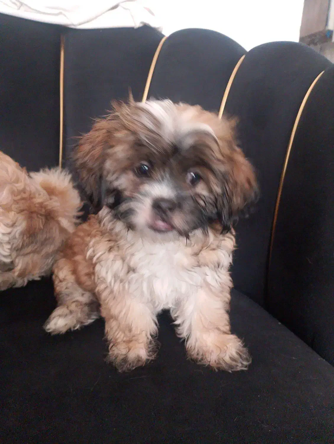 سگ سه ماه نژاد شیتزو فلت و مالتیز|سگ|تبریز, |دیوار