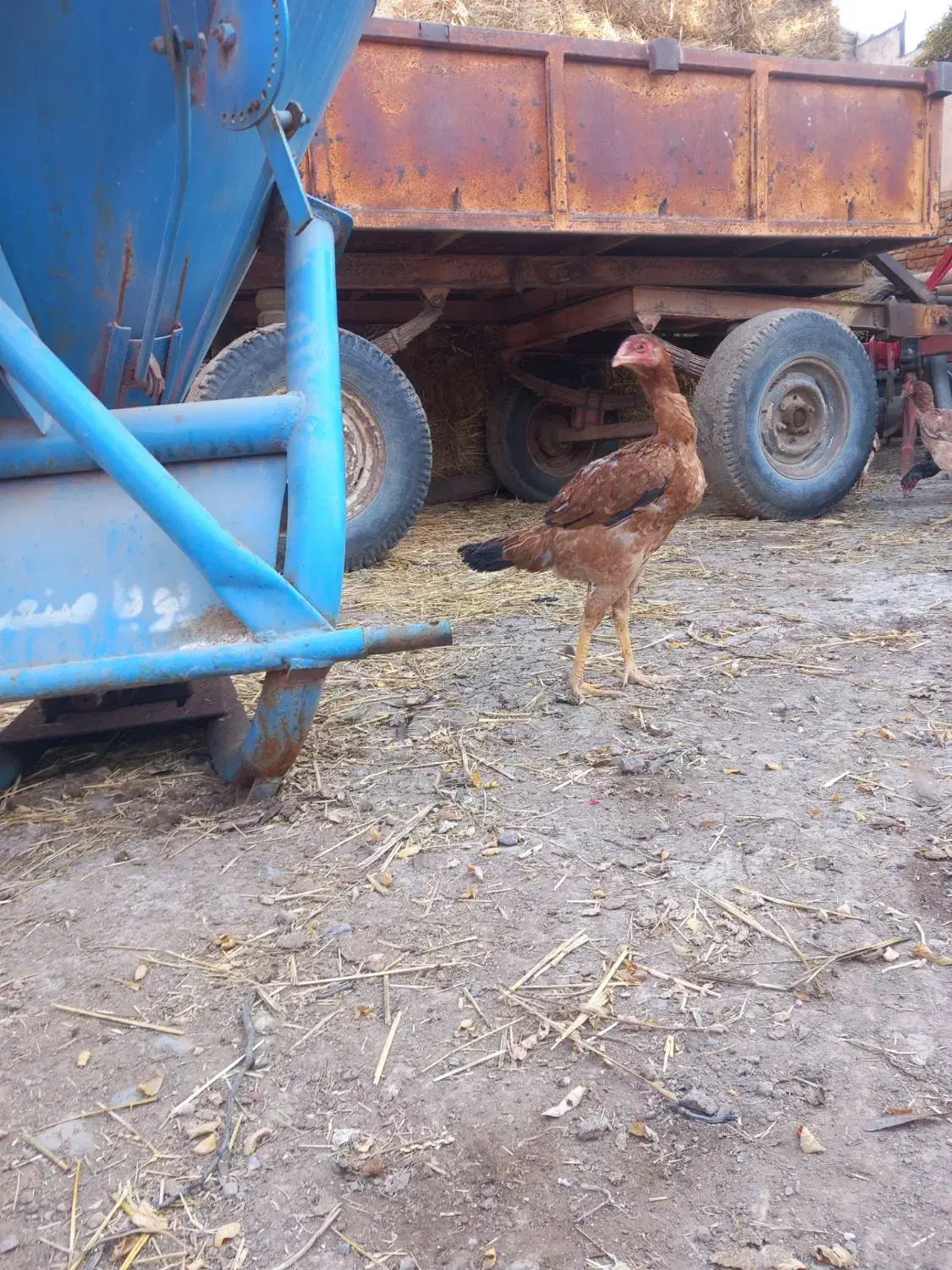 جوجه خروس ومرغ لاری|حیوانات مزرعه|اردبیل, |دیوار