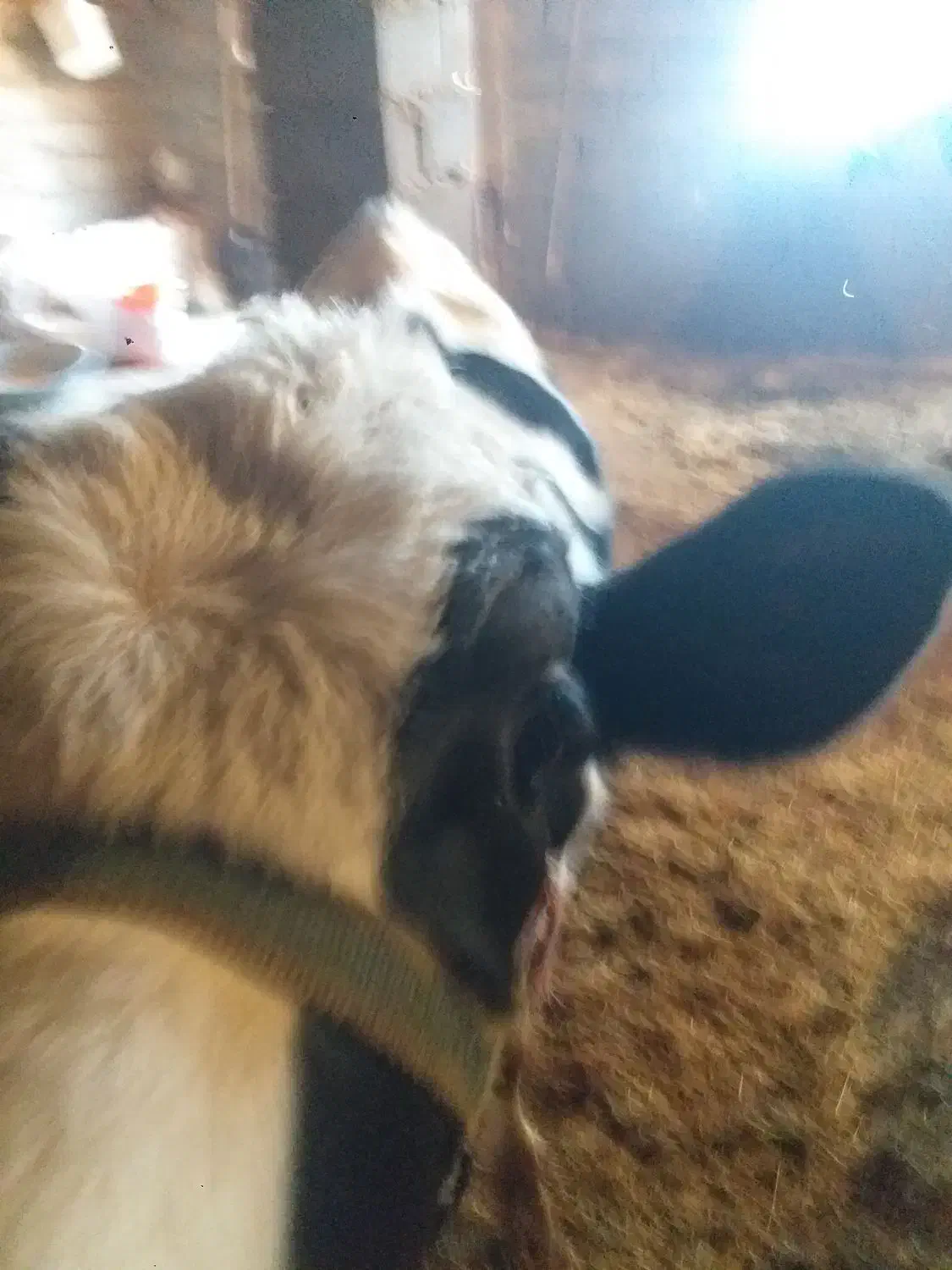 گوسفند|حیوانات مزرعه|سنقر, |دیوار