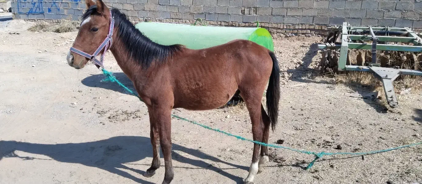 اسب|اسب و تجهیزات اسبسواری|مرودشت, نقش رستم|دیوار