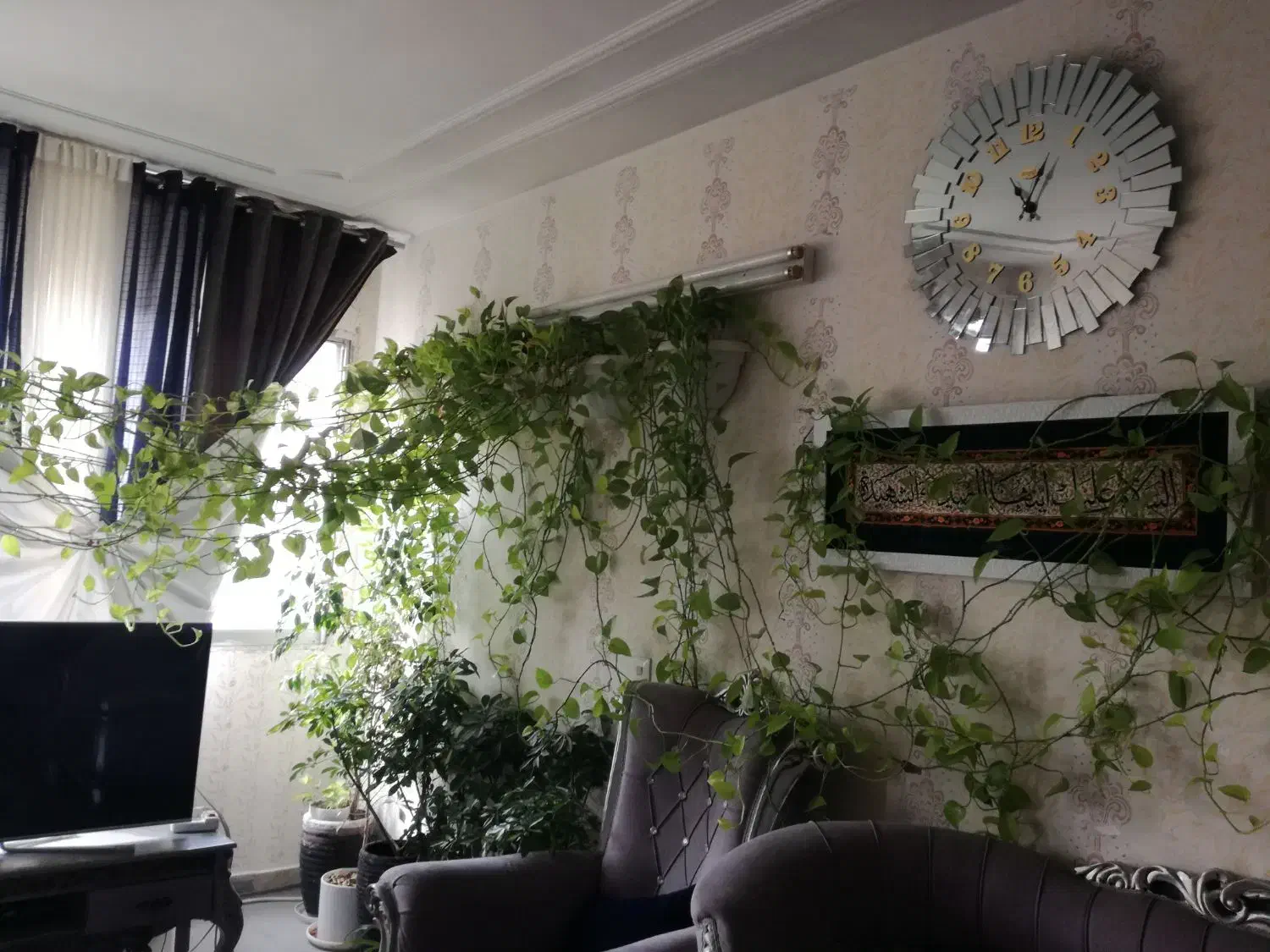 گل پتوس|گل مصنوعی|مشهد, یاس|دیوار