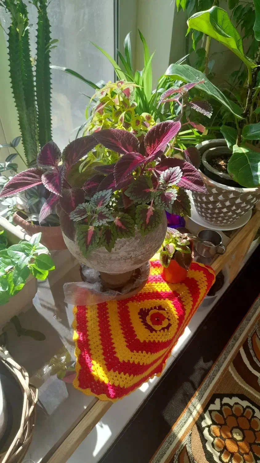 قلمه گل قیمت مناسب|گل و گیاه طبیعی|فردوس (خراسان), |دیوار