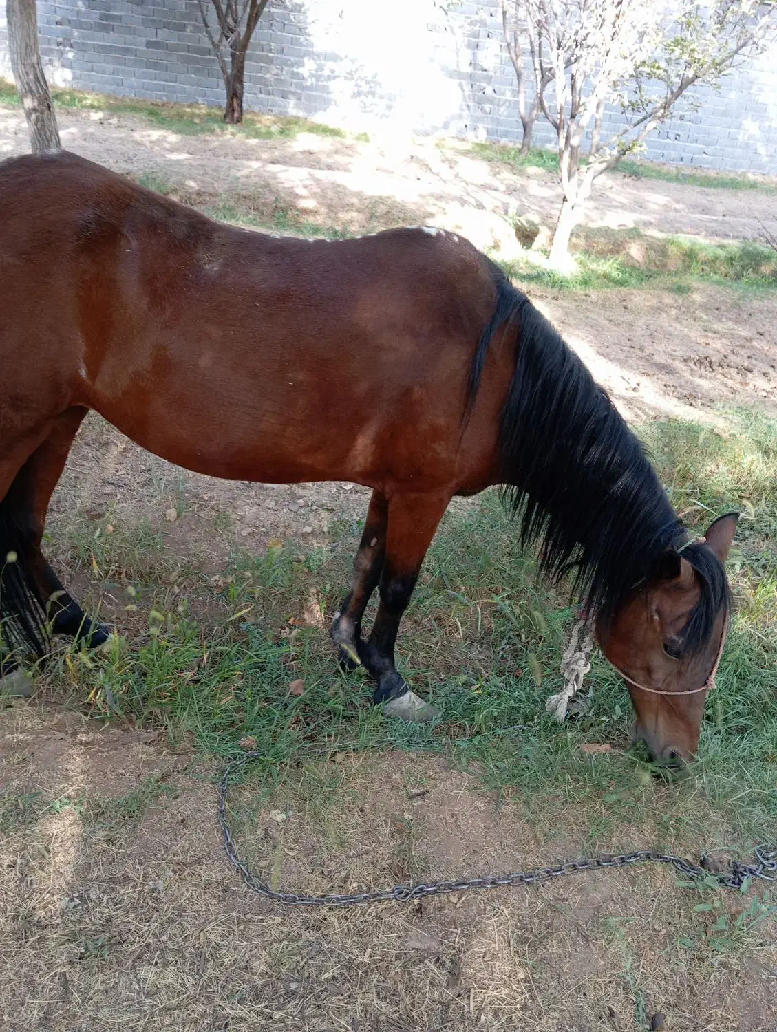 اسب مادیون کردی|اسب و تجهیزات اسب‌سواری|دماوند, دماوند|دیوار